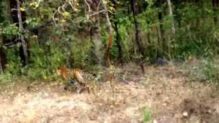 preview picture of video 'Tiger spotting at Kanha National Park'