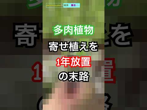 熱いマンネングサ 植物