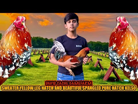 Sweater Yellow Leg Hatch And Beautiful Spangled Pure Hatch Kelso ~ DAVID CACHE GAMEFARM