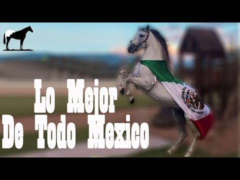 , title : '¿Dónde Conseguir Los Mejores Caballos En México? (Precios, Razas y Contactos) 🐴-Del Cerro Soy'