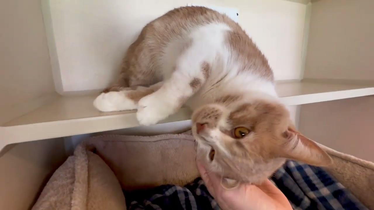 Enlarge Timothy, an adopted Domestic Short Hair in Eatontown, NJ video 2/6