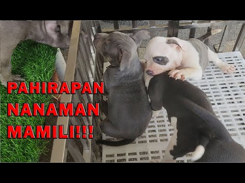 PAHIRAPAN ULI MAMILI NAKASAFETY NA YUN BABAE AMERICAN BULLY DOGS | DON RAIDER VLOG 305