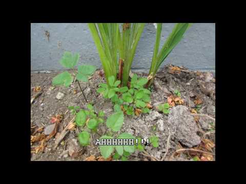 download lagu mp3 mp4 How To Kill Weeds But Not Plants, download lagu How To Kill Weeds But Not Plants gratis, unduh video klip How To Kill Weeds But Not Plants