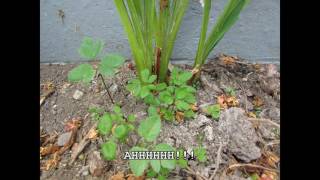 How to kill weeds without harming your bedding plants