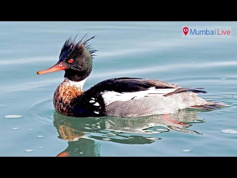 Get ready to spot Red-breasted merganser
