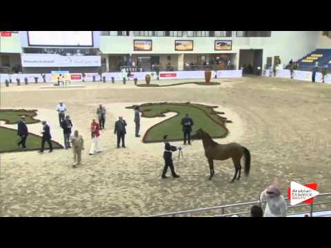 N.78 AMMORIAH AL ZOBAIR - Sharjah 2016 - 3 years old Fillies (Class 4)