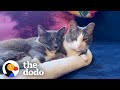 No One Wanted This Cat Because She Was Shy | The Dodo