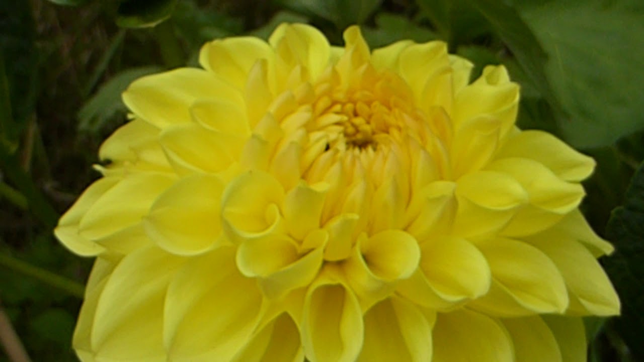 Dahlia 'Sisa' - Glitfífill - Dalía - Sumarblóm - Skrautplöntur - Blóm