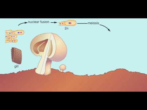 Club Fungus Life Cycle