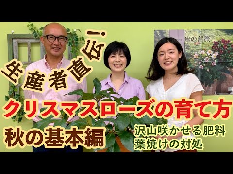 素晴らしいクリスマスローズを咲かせるための 10 のヒント 植物