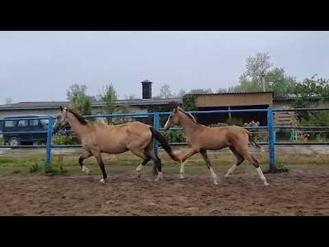 Hazam Shael (Gazam Shael - Heleney Shael), akhalteke colt 2022