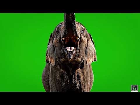 VFX Green Screen Elephant Trump