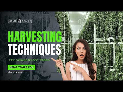 Harvesting Techniques | Hemp Temps University | Free Cannabis Training