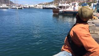 preview picture of video 'Prof Joe feeds the Seal in Cape Town South Africa 2015'