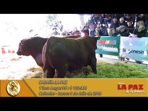05-07-18 Venta de Toros P.P. - Cabaña La Paz - Cañuelas.