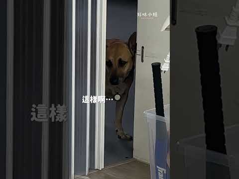 陪我啦陪我的葵 🐕 #寵物 #狗狗 #dog
