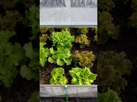 Ten inspekt sam się ogrzewa! #ogrody #poradnikogrodniczy #nasiona