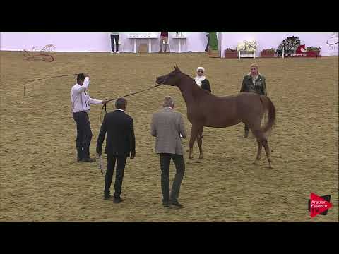 N141 SONDOOS AL MRROONA - 2019 Al Shaqab Arabian Horse Show Festival - Mares 4-6  Years Old (Cla...