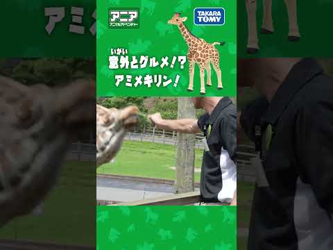 【アニア研究所】　意外とグルメ!?アミメキリン!　#アニア #タカラトミー #shorts #アドベンチャーワールド