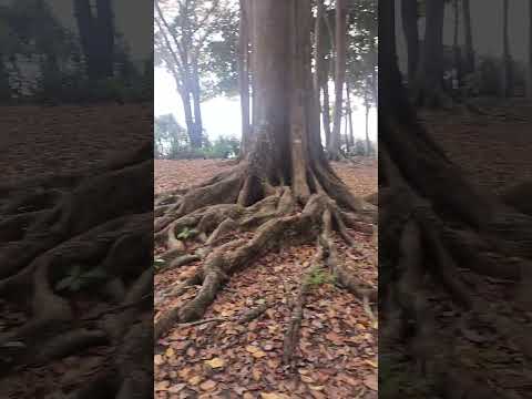 Radhanagar Beach ⛱️ Jungle Walk