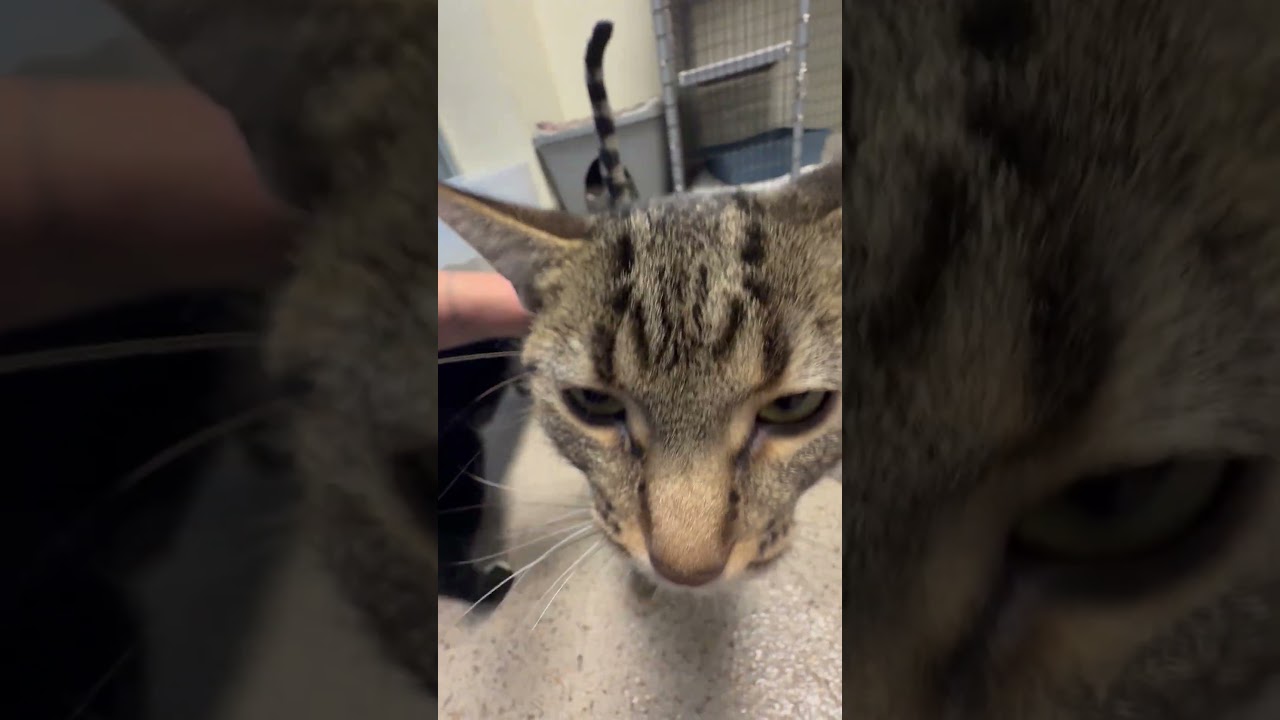 Enlarge Cricket, a Adoptable Domestic Short Hair in Oshkosh, WI video 4/4