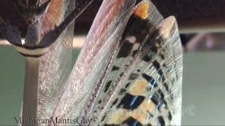 Heterochaeta sp. ~ Giant Stick mantis