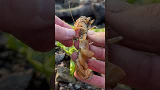 Download lagu Removing a Parasite From Marina the Shrimp SATISFYING #shorts mp3