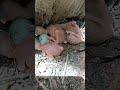 Myna Bird New Born Babies P 2 Shorts Shortsvideo Shortsfeed Viral Trendingshorts Short