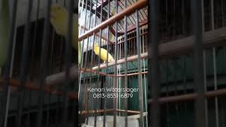 Download lagu Kenari Waterslager Gacor mp3