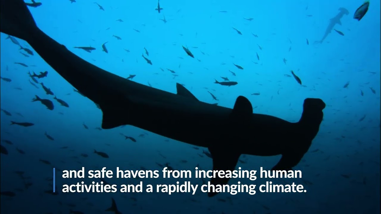 Landmark High Seas Treaty to Safeguard Marine Biodiversity Enters Force in Early 2026