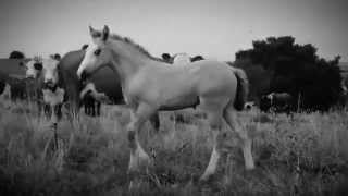 The Mark - Cold Specks (cover)