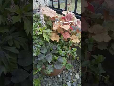 北向きの庭に適した植物は何ですか?緑の楽園をつくる日陰と湿気を好む10種  庭園