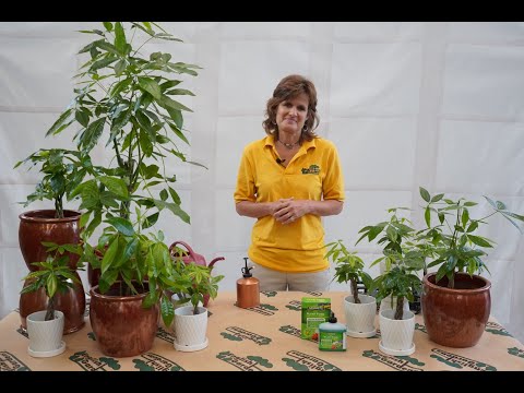 How to Care for a Money Tree ENGLISH GARDENS