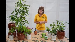 How to Care for a Money Tree ENGLISH GARDENS