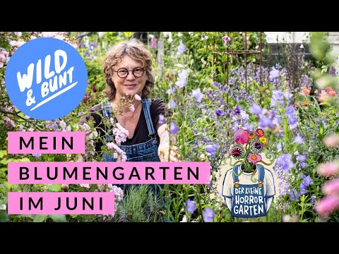 Rundgang Blumengarten im Juni mit Cottage-Garten Feeling I der kleine Horrorgarten