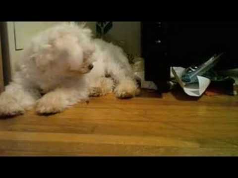 Sweet Pea is Sleepy! D: 