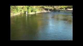 preview picture of video 'Salmon River Fishing Report - Altmar, New York'