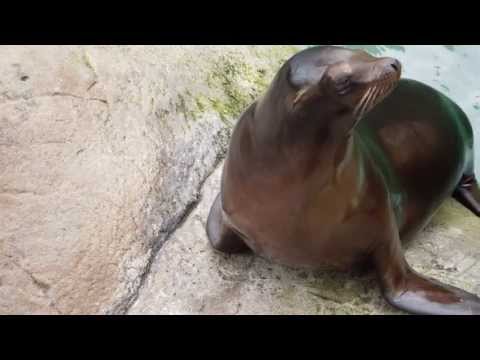 Sea otter talking to Us at the seneca park zoo