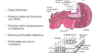 Nucleo