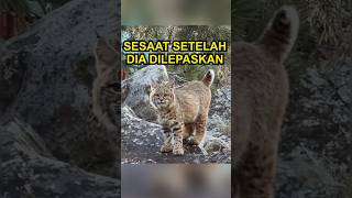 Download lagu Kucing Hutan Ini Diselamatkan, Tapi… mp3