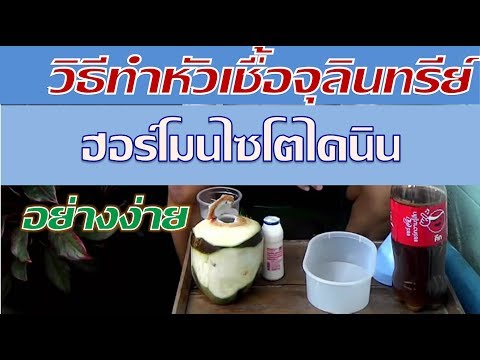 กว่าที่จะรักษาส้นเท้าโรคสะเก็ดเงิน ไม่ oleoresin ในโรคสะเก็ดเงิน