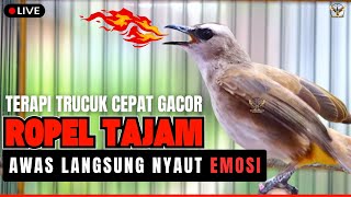 Download lagu 🛑SUARA TRUCUKAN GACOR TARUNG ROPEL PANJANG🔥 PANCINGAN AMPUH TRUCUK BAHAN CEPAT GACOR EMOS🛑LIVE 🎥 mp3
