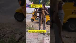 Download lagu உன்னை தாலாட்டுவேன் கண்மணி பொன்மணி 😭🐕🐕#doglover mp3