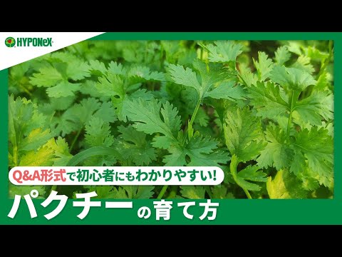 コリアンダーを正しく収穫する: それが重要です 植物