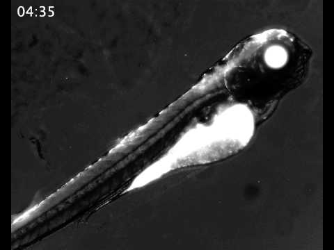 Time-lapse of heat shock-induced GFP fluorescence in zebrafish embryo