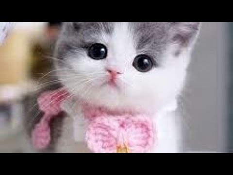 Baby cats -cute and funny baby cats video compilation #3/Arshia cats