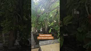 Download lagu Sowan ndalem Gus Qoyyum #asnawiyyahfoundation mp3