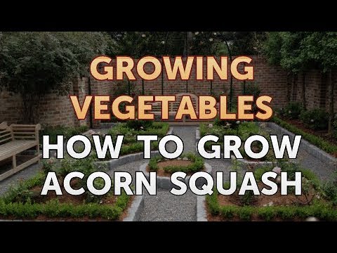 When to Pick Hungarian Hot Wax Peppers