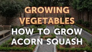 How to Grow Acorn Squash