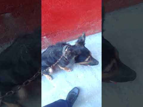 Débourage d'un jeune chien  pour le suivi d'un bon dressage .1er phase le faire assoir